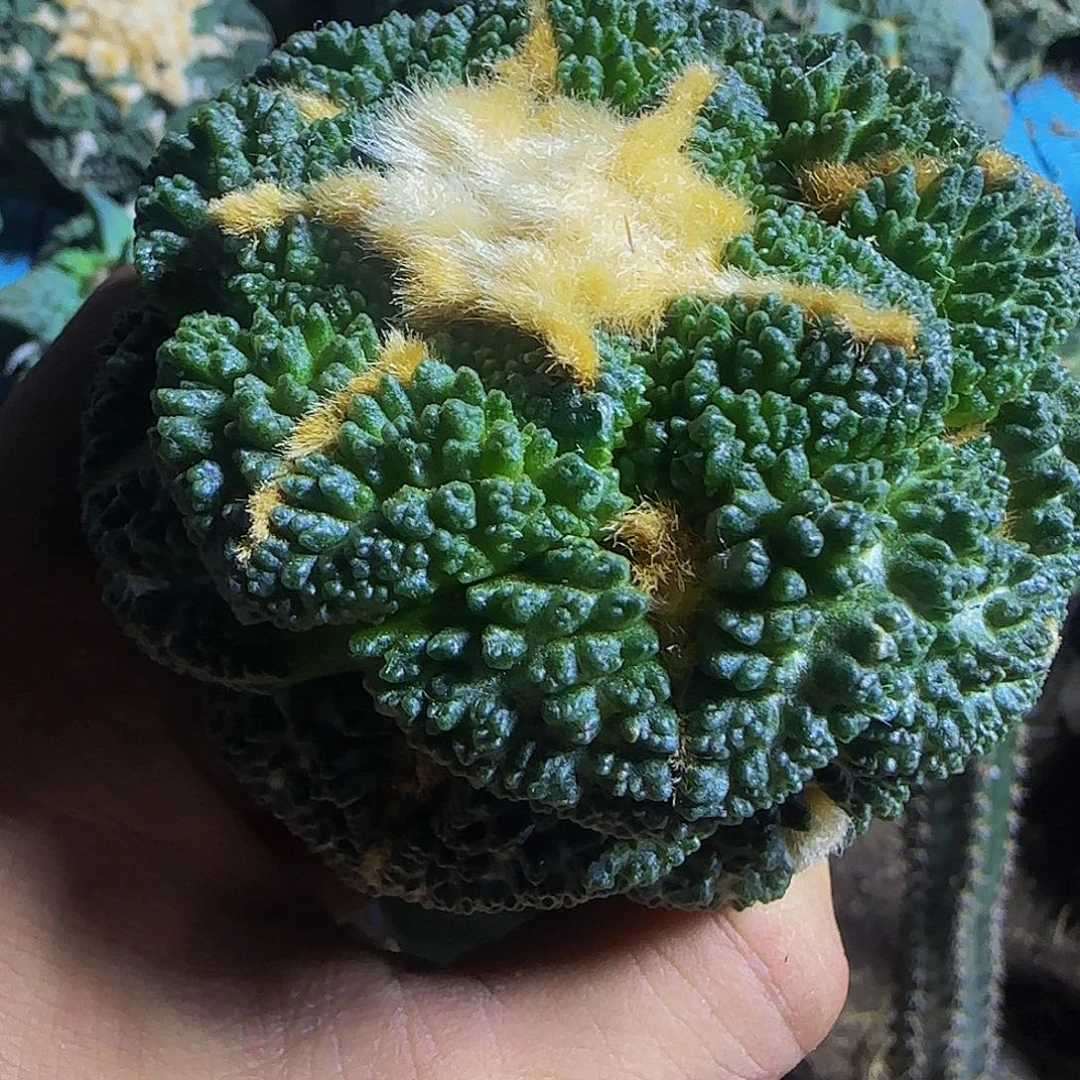 龟甲194仙人球开花