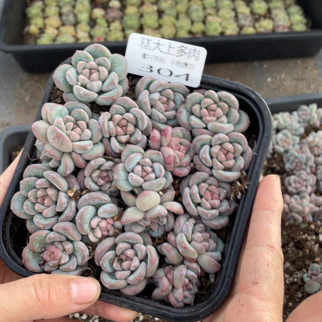 糕大上多肉植物304