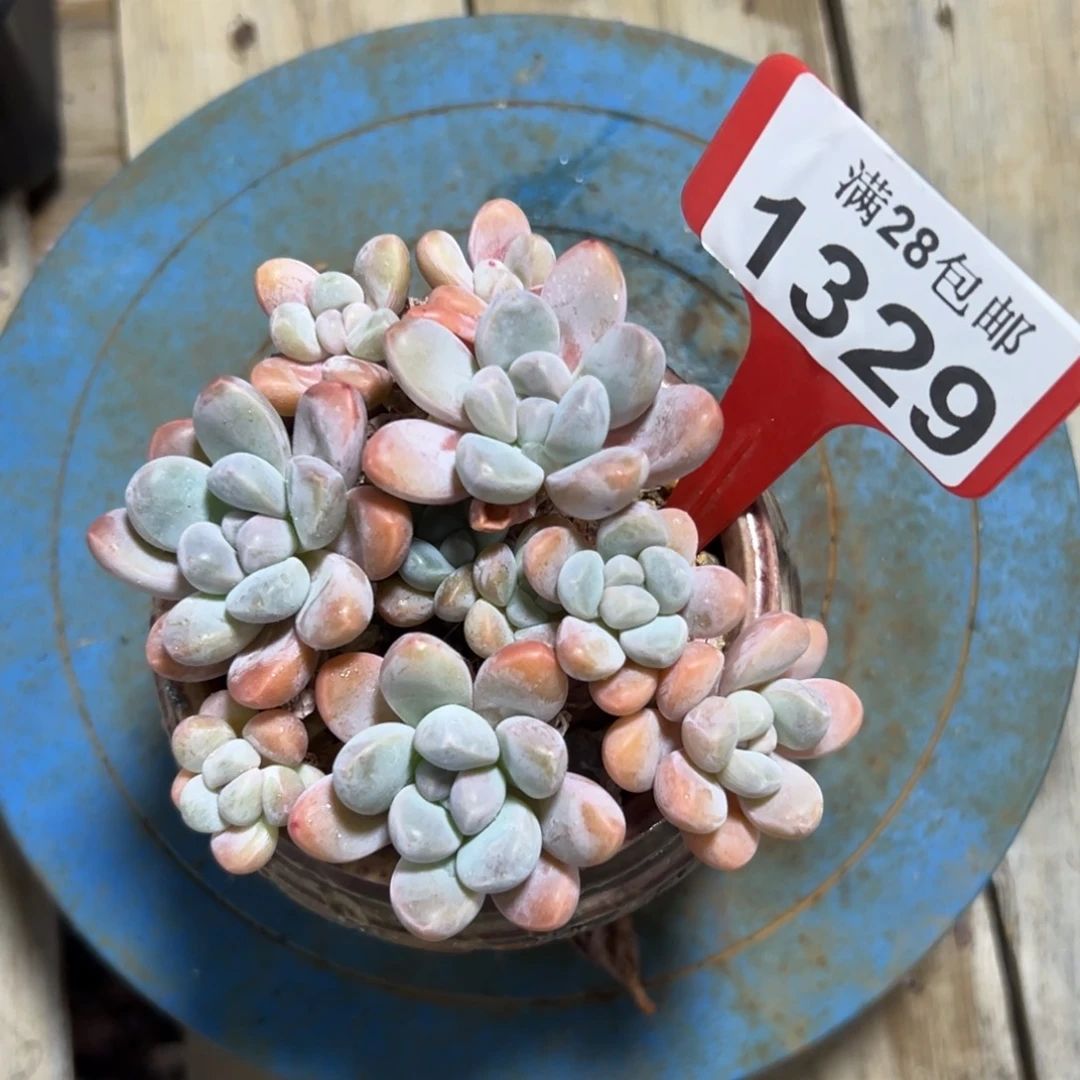 1329丽芙美人，冠服11