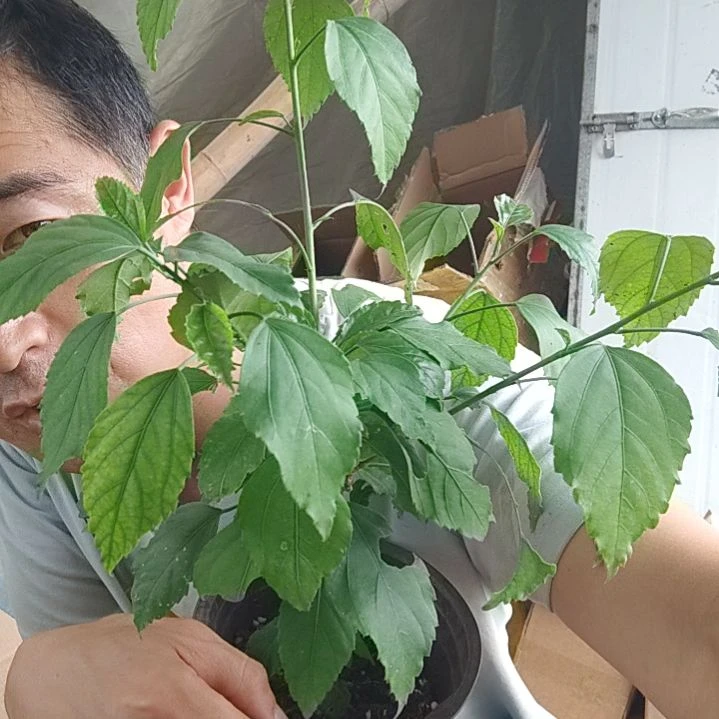 无花朵朱瑾牡丹花了，，。