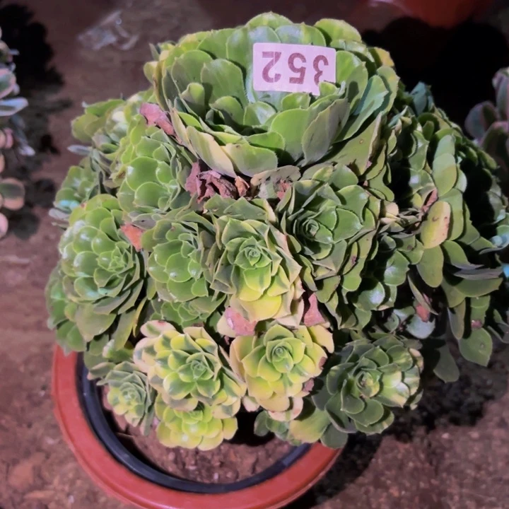 352七彩多肉植物不售后