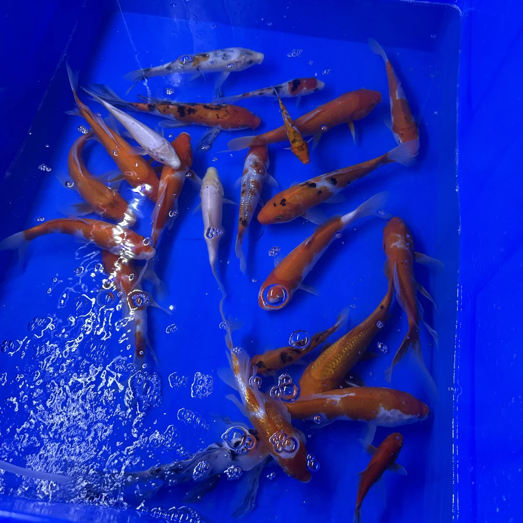 锦鲤鱼观赏鱼淡水冷水鱼