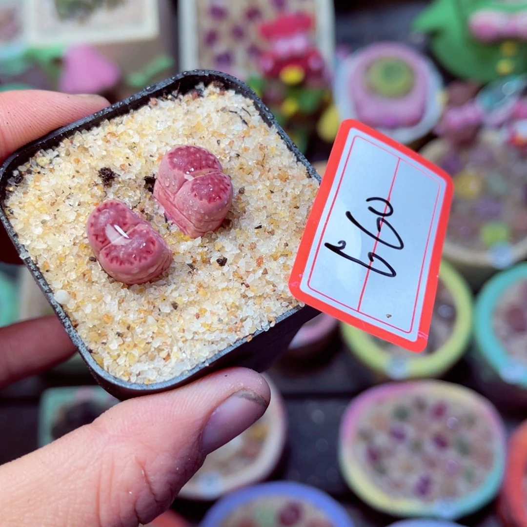 660生石花带盆发