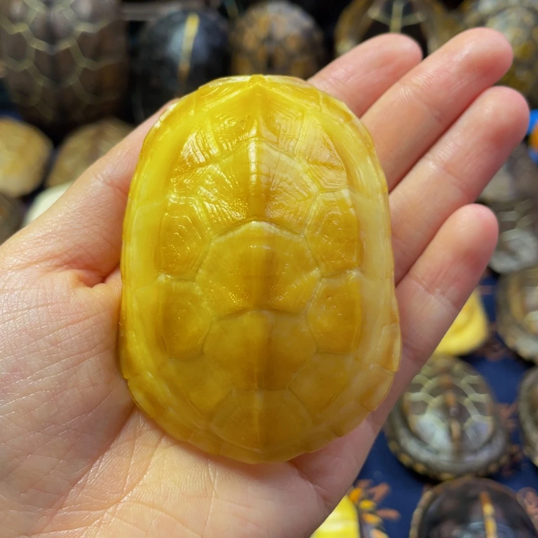 共***单文玩龟壳手把件摆件