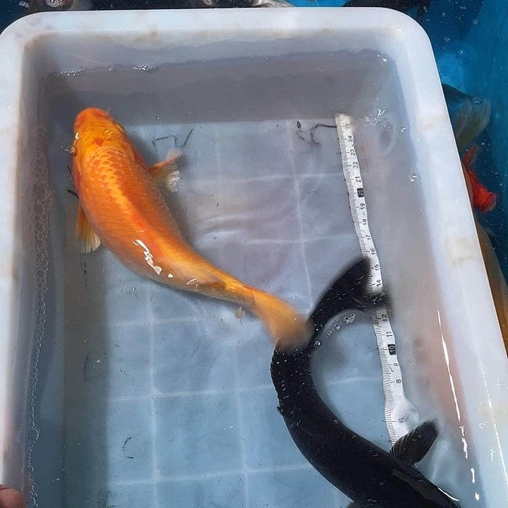 蝴蝶鲤鱼渔场直发137