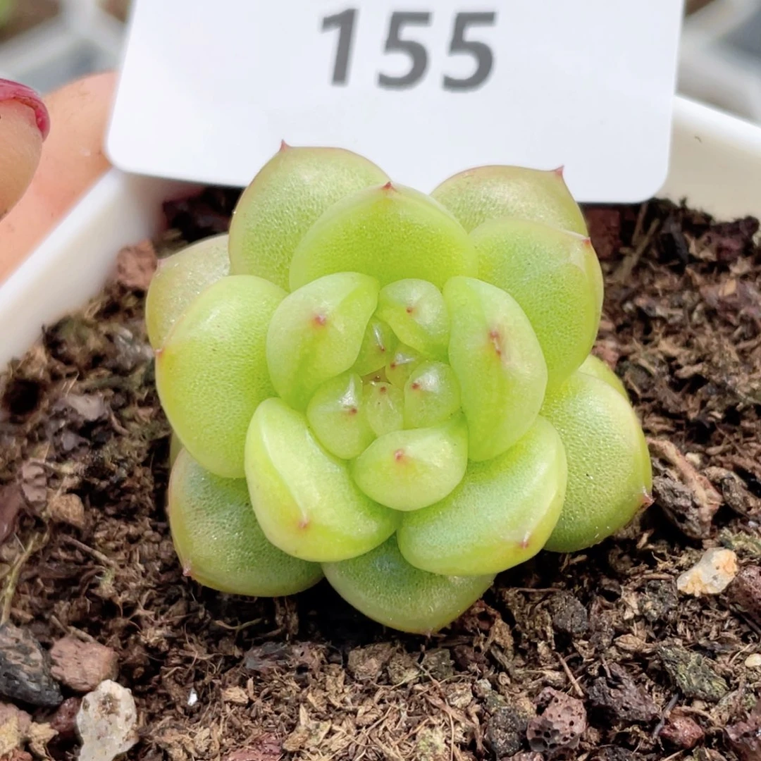 155号糖心冰心珍妮