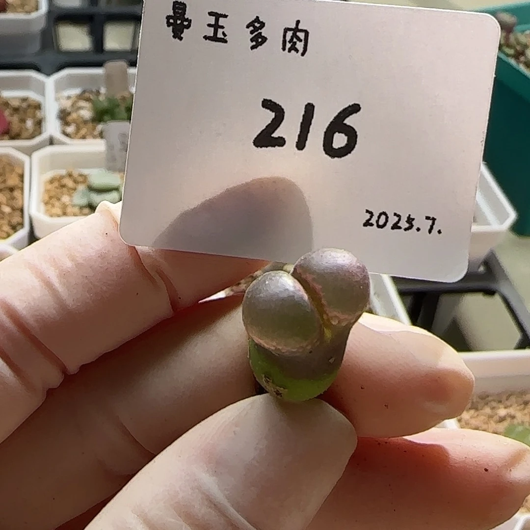冰***呦多肉多肉多肉7.25-216