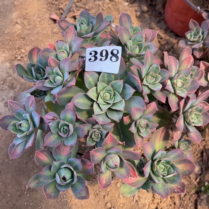 星辰多肉植物398