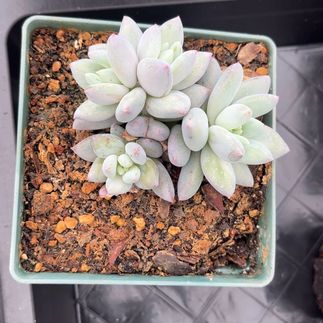 萌**乖多肉植物多肉植物