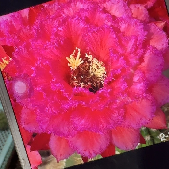 3-285 侧芽5公分左右毛花柱（20包邮）