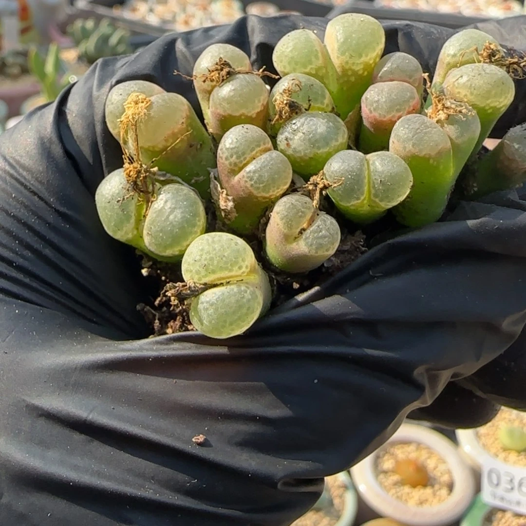 珠***^0562 -一物一拍 不带盆