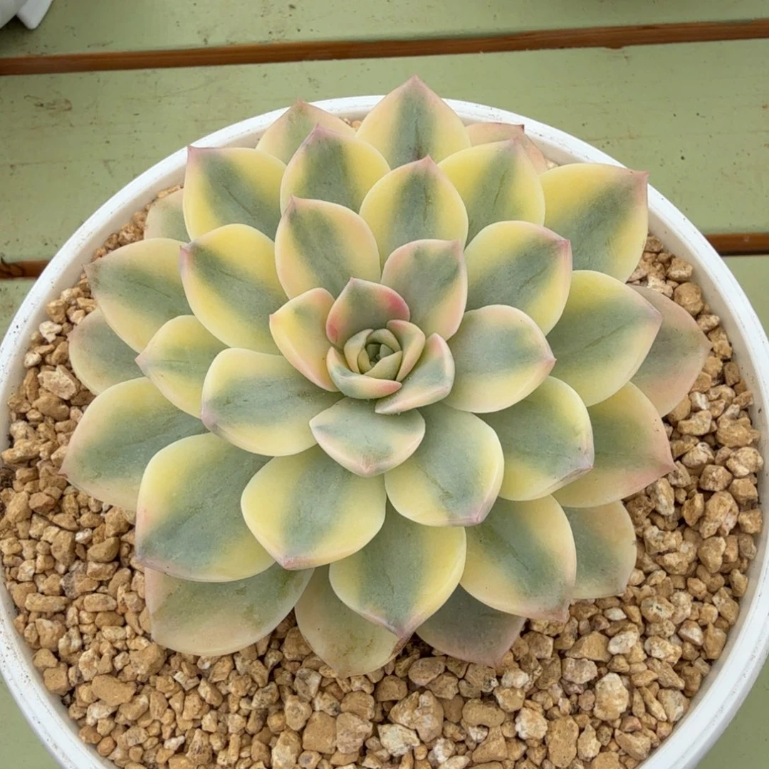 杂交锦锦上园艺一物一拍