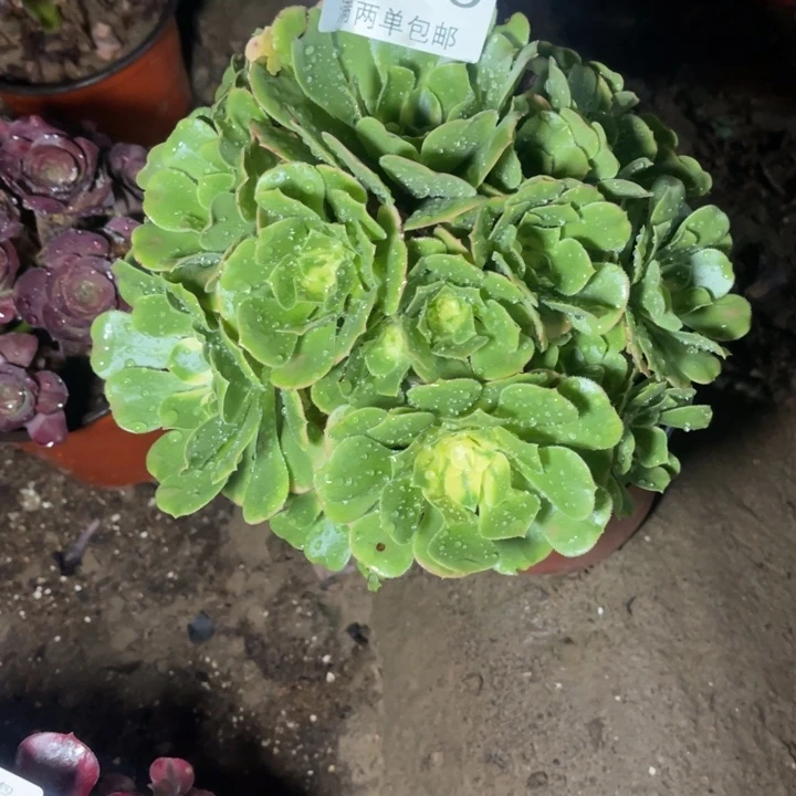 1769辛尼亚的人多肉的