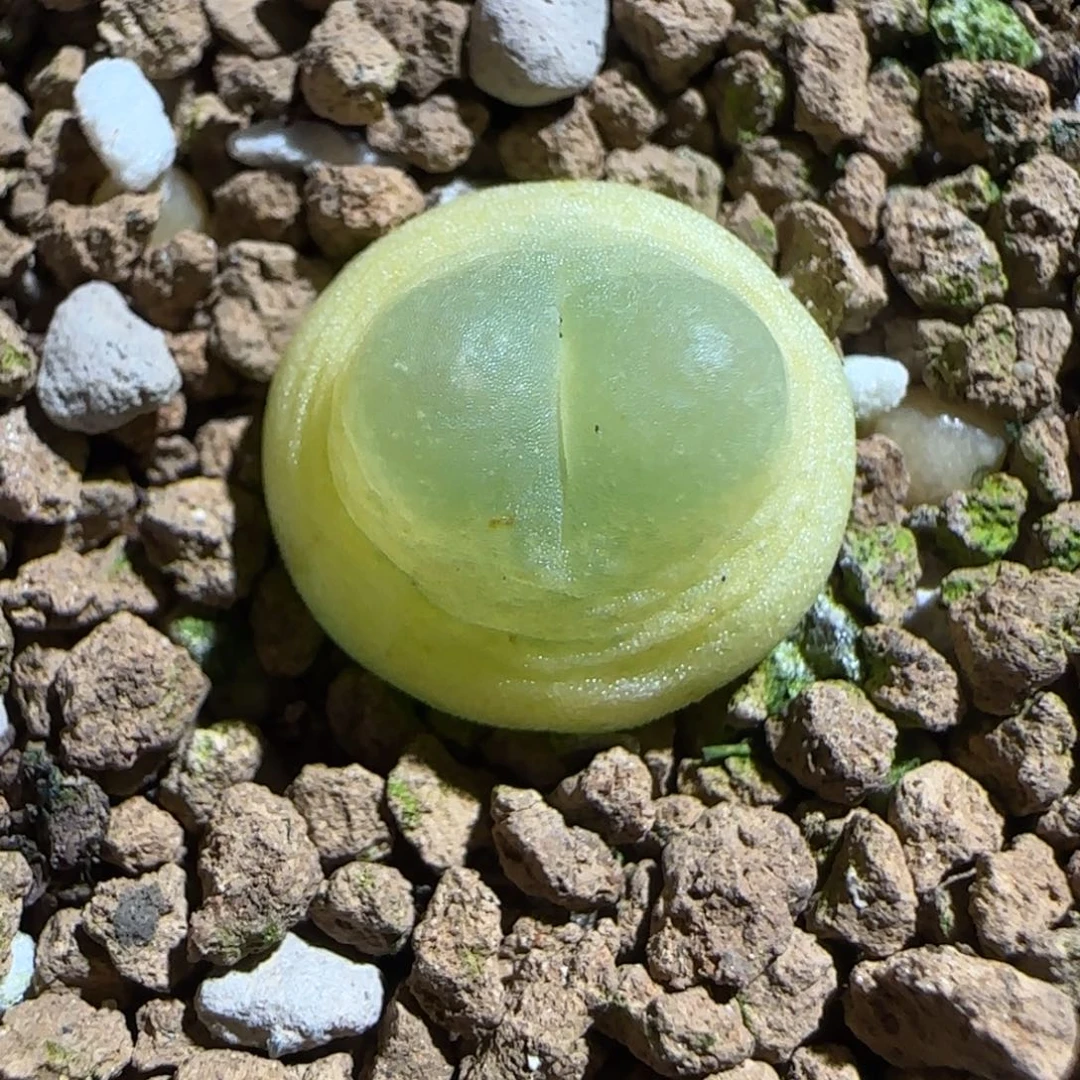 肉锥多肉植物组合-日式拉登1218