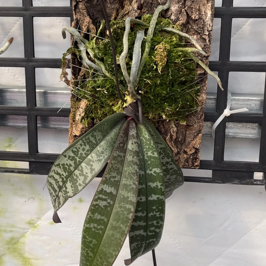 无花朵板值沙巴西苗