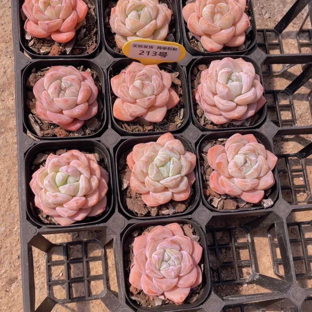 213号 暗纹粉透大白兔单头两个