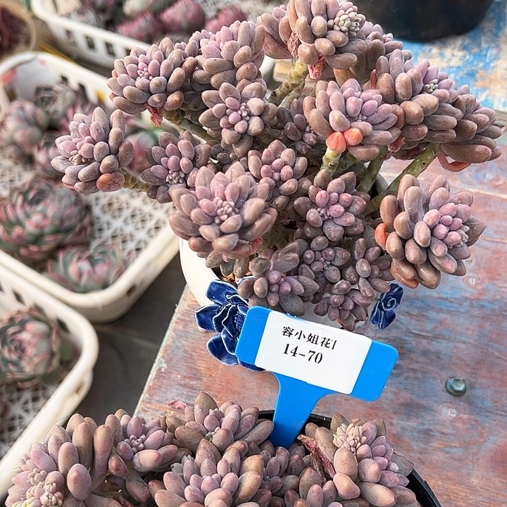 14.70星戴露一个