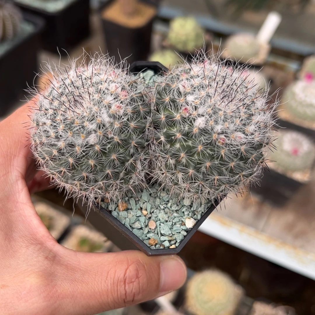 实生乳突 脱土发