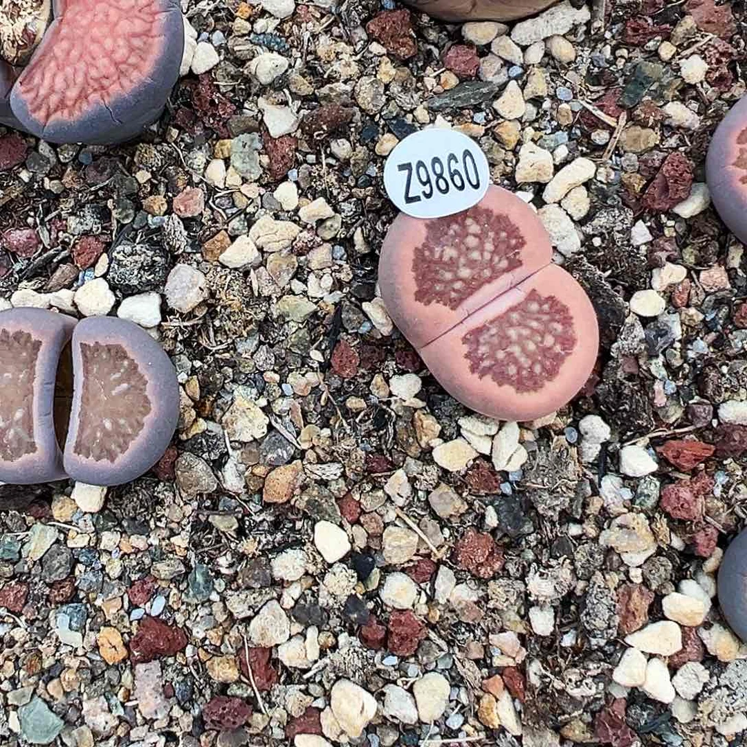 编号Z9896红窗菊！！！！！