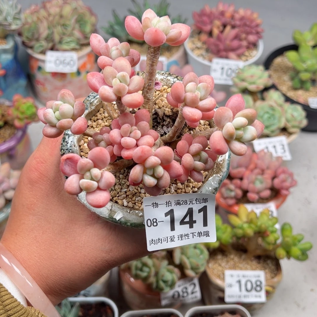 鱼子酱多肉多肉多肉多肉