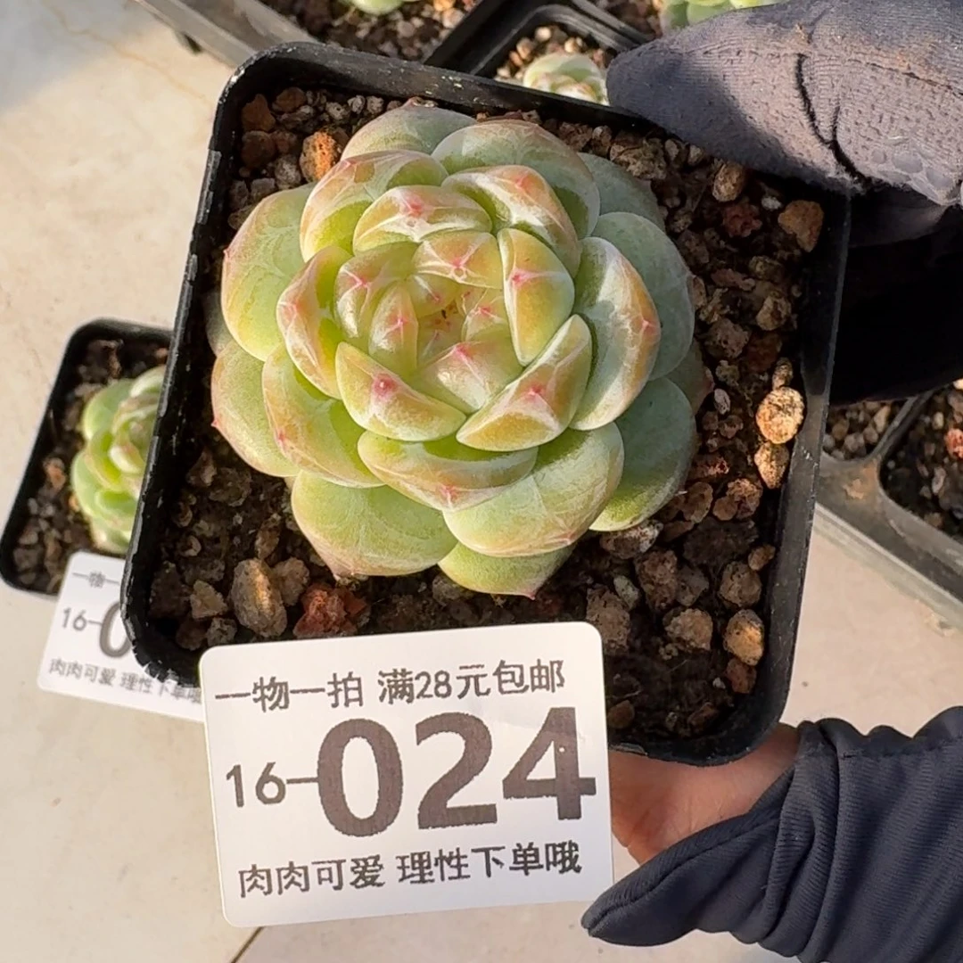 玉钻无盆土发货无