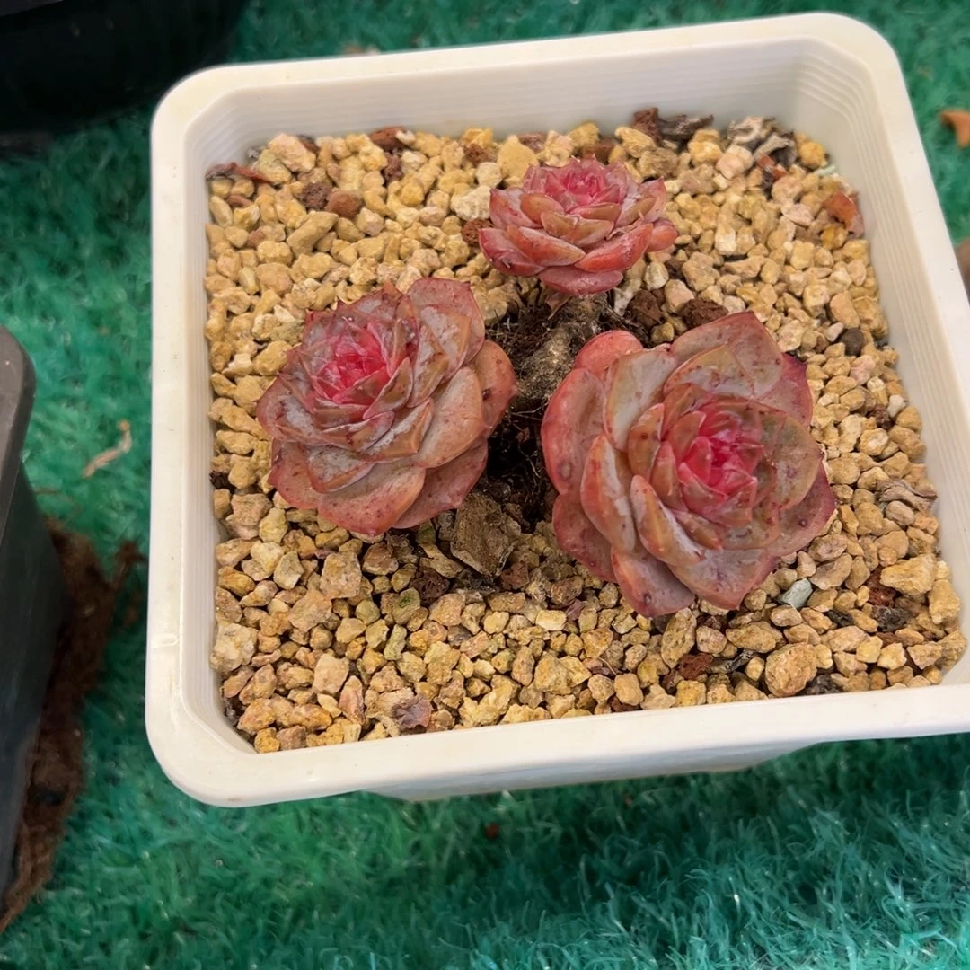 77，，，，，，，，，，，，，，，，，，，，