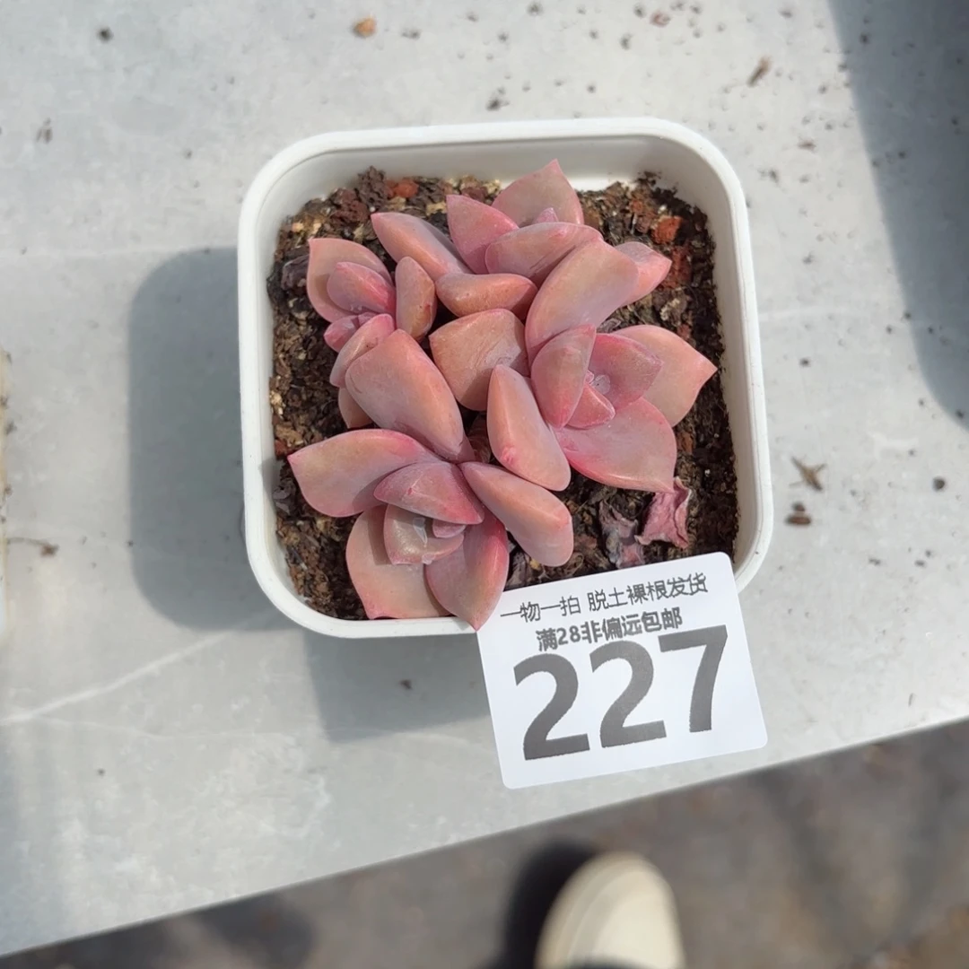 彩虹糖无盆土发货