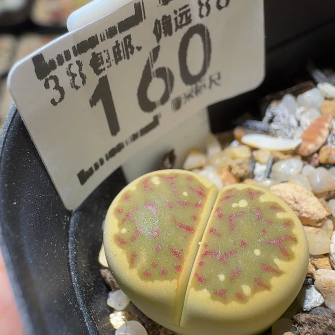 Ssss精品生石花160