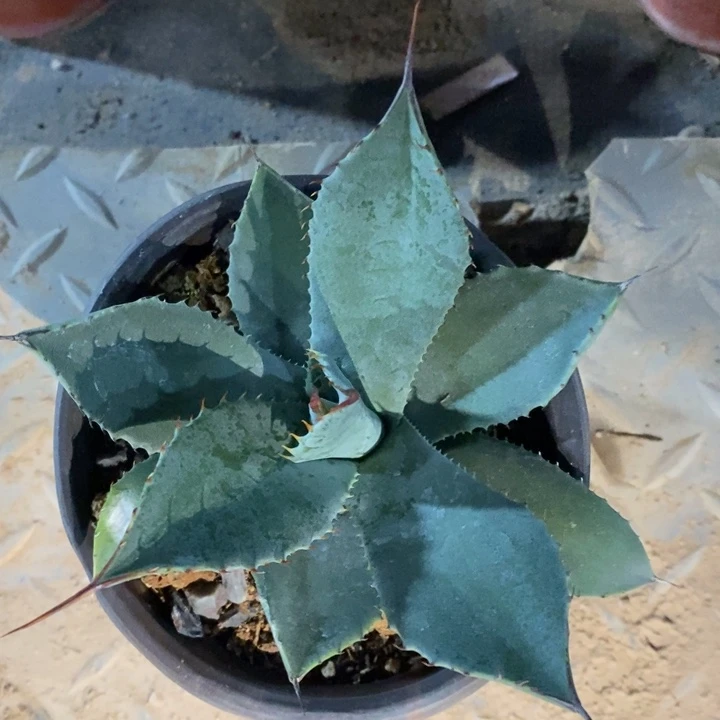 完美主义者勿拍为菲尔德