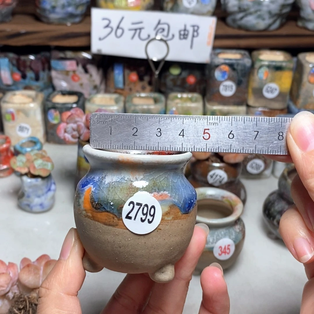 拍5送一个小礼物不含多肉