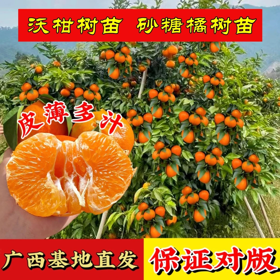 【带果发货】正宗广西沃柑树苗桔子树 盆栽嫁接无籽砂糖橘柑橘苗