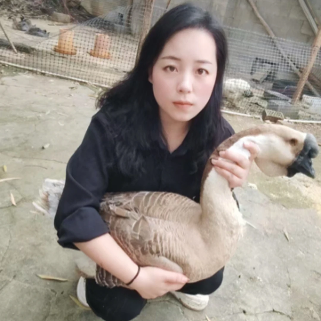 1斤特大宠物鸭鹅活体网红宠物顺丰包邮到家