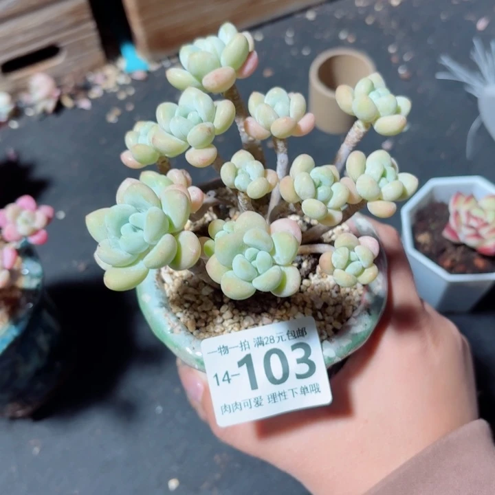 奶白糖无盆土发货多肉多