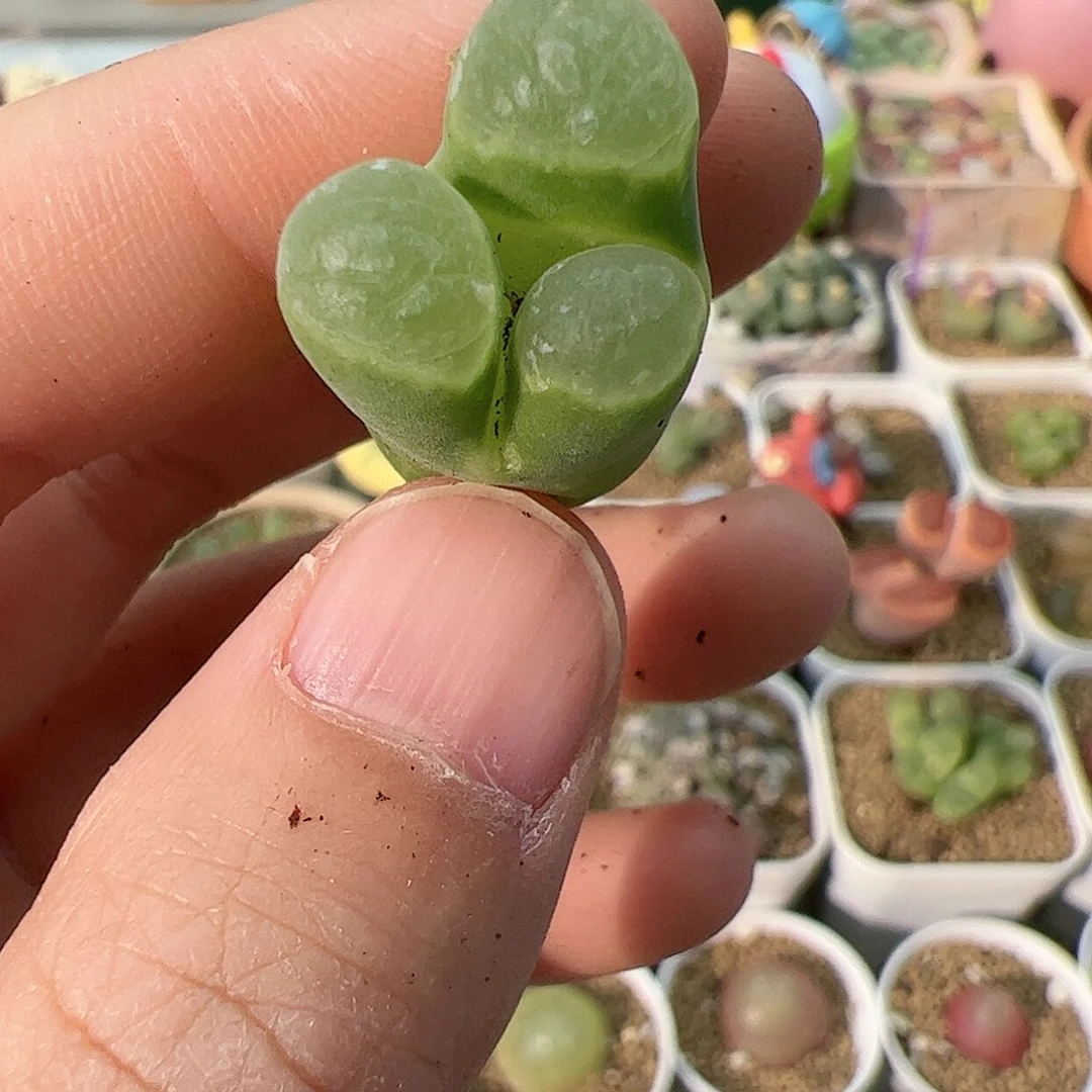 【闪购商品】214 极窗