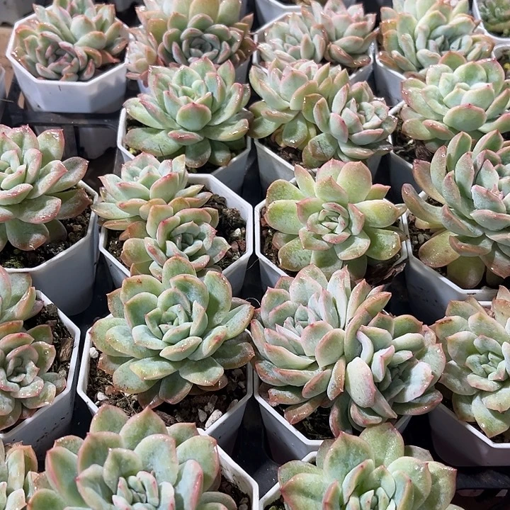新年福利2棵精品泡泡纱裙多肉植物