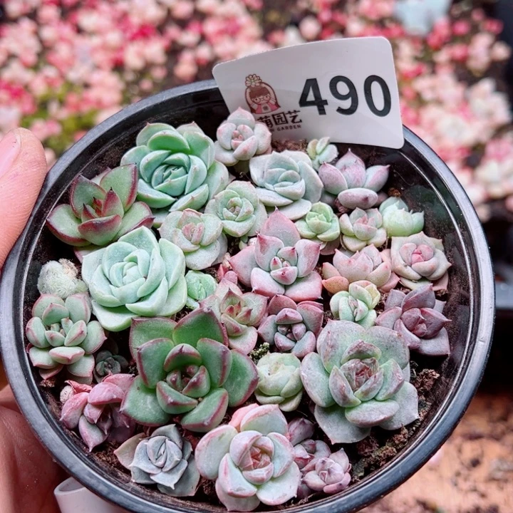 多肉植物多肉植物