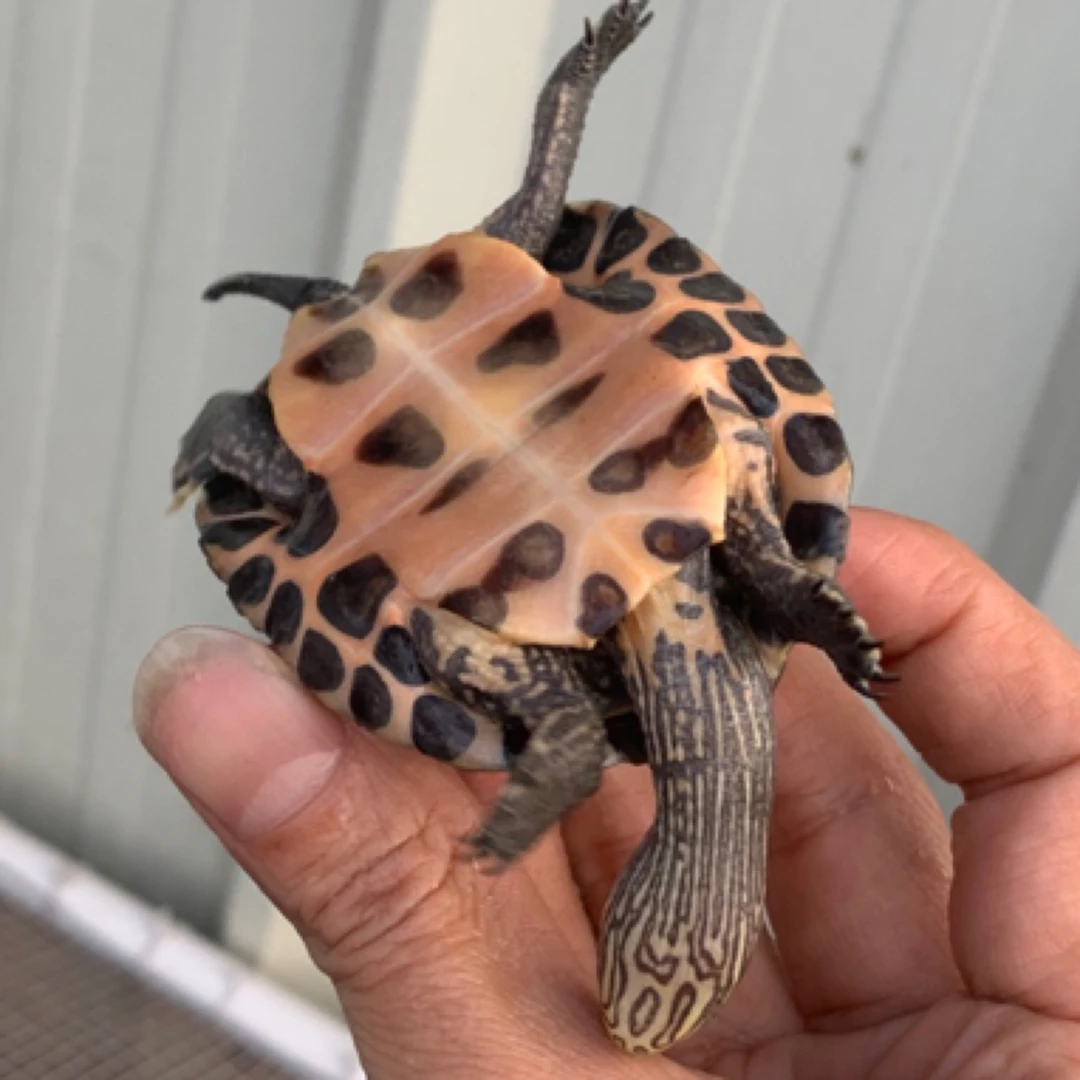 直播间宠物乌龟观赏龟包邮到家