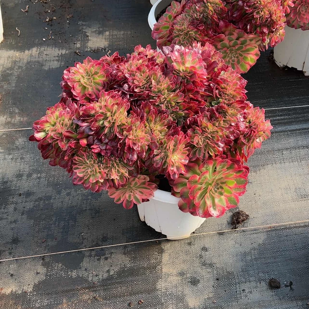 【闪购商品】红陶用****瑰1111111111111111