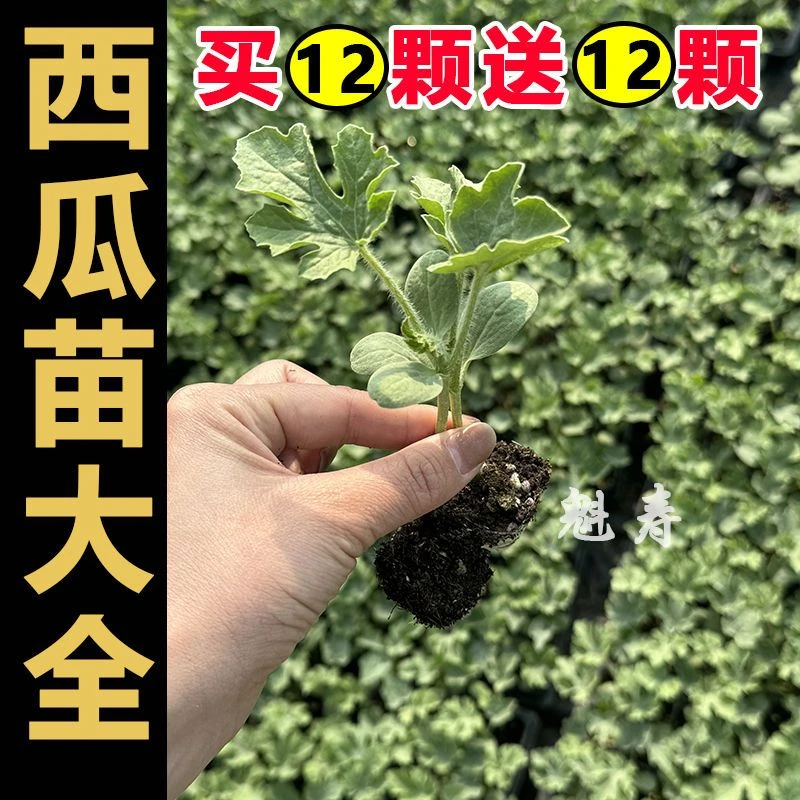 正宗西瓜苗8424西瓜秧苗超甜麒麟美都西瓜穴盘苗阳台庭院盆栽种植