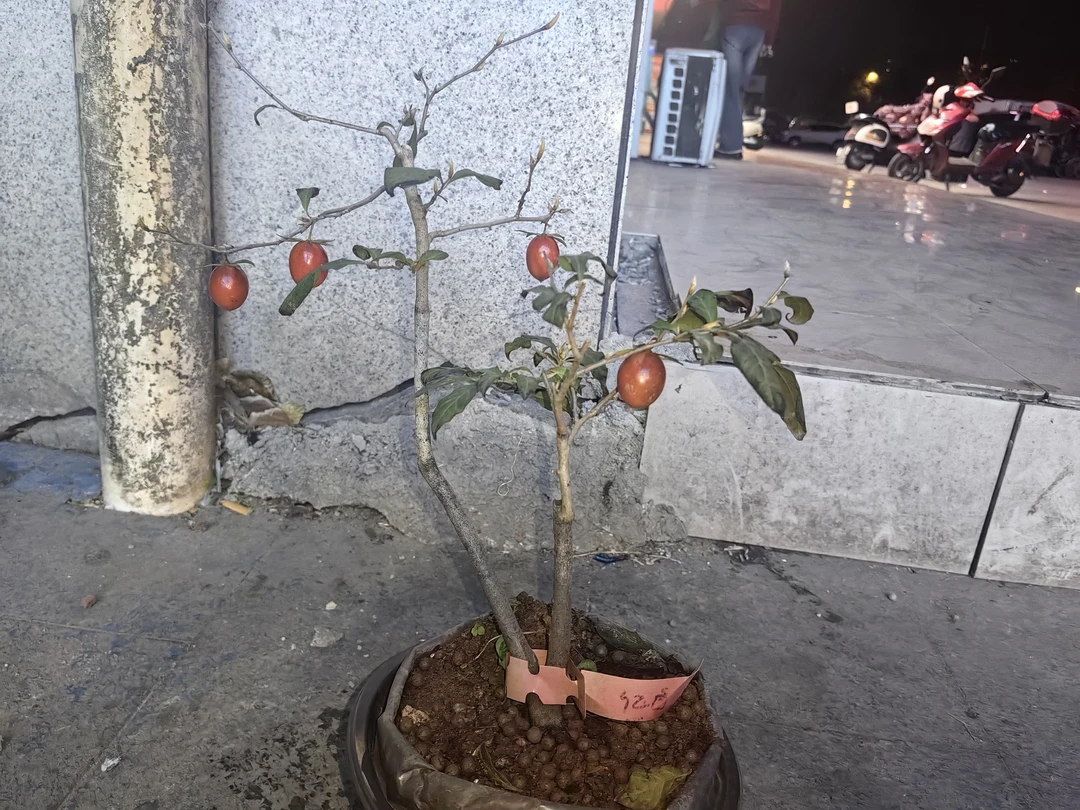 金弹子盆景老桩观果绿植盆栽枝条脆易断练手盆景