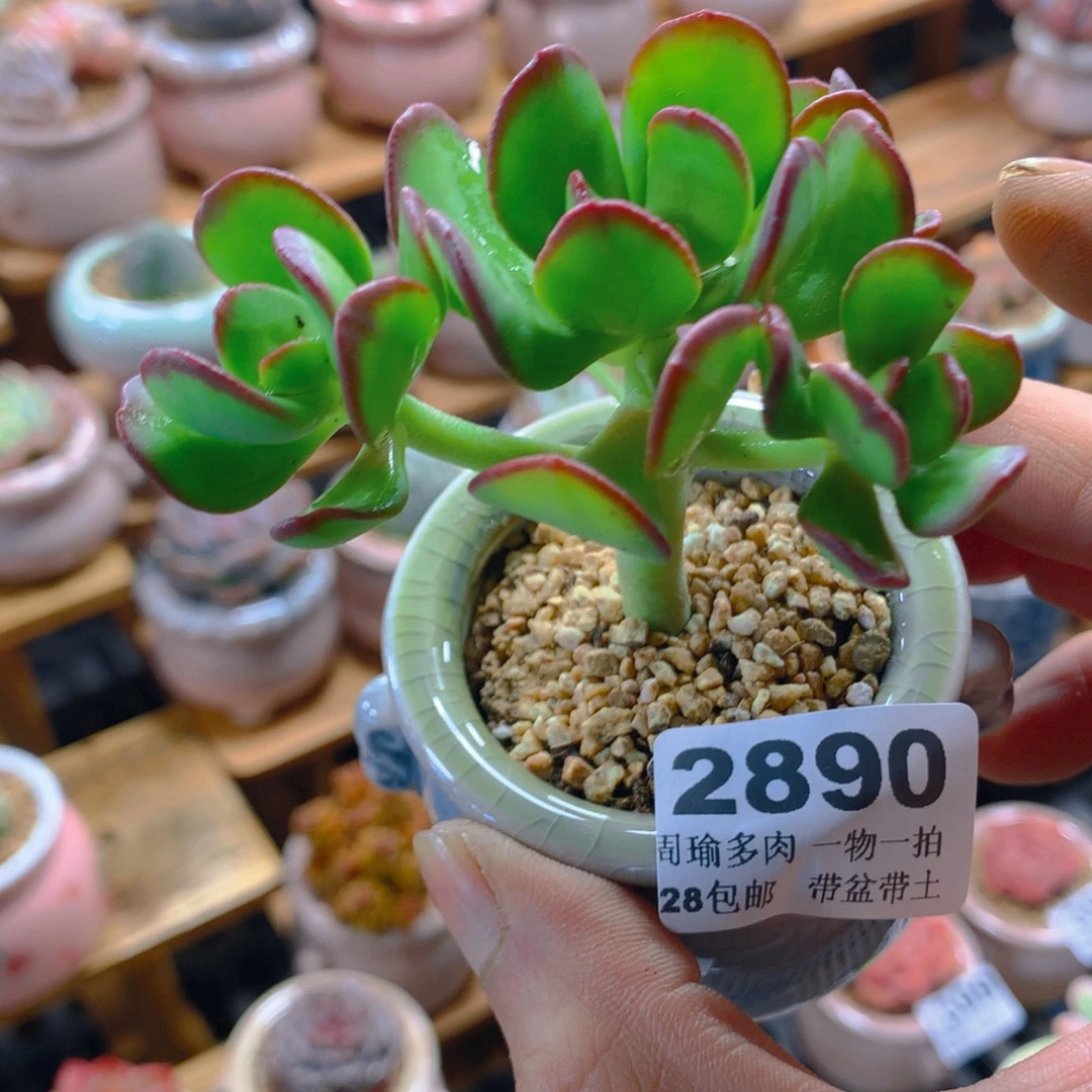 精控多肉植物2890