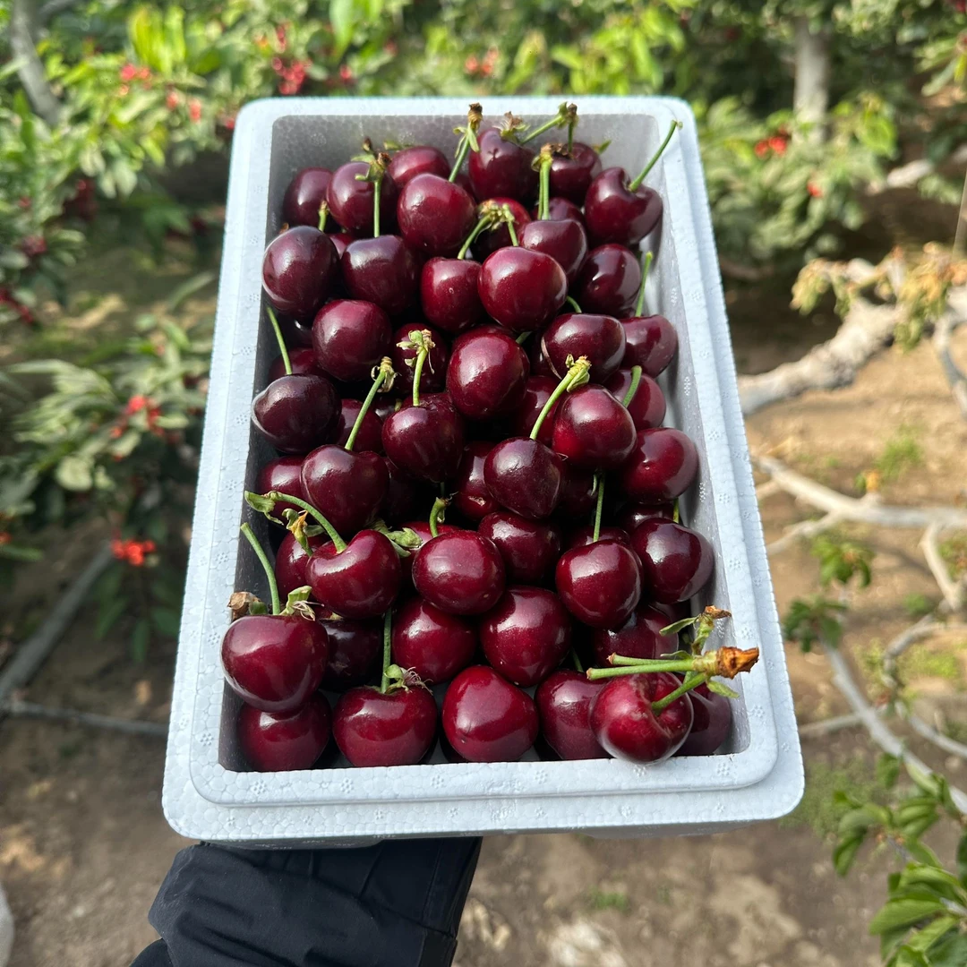 【现摘J】【糖豆美早樱桃】 【新到好吃的现摘樱桃】（净2斤）仅限赤峰市单颗8-12g美早