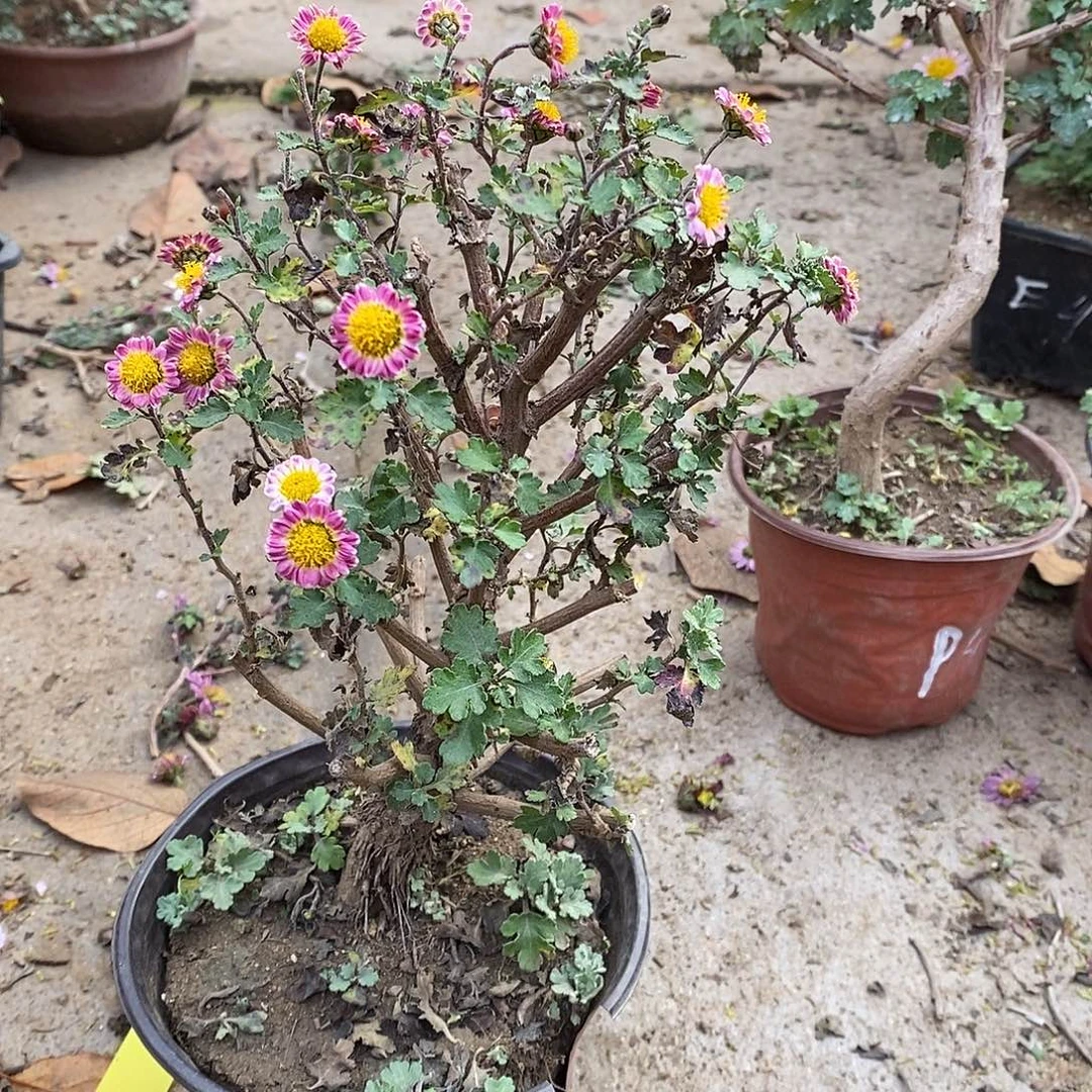 大***健完全开放菊花菊花