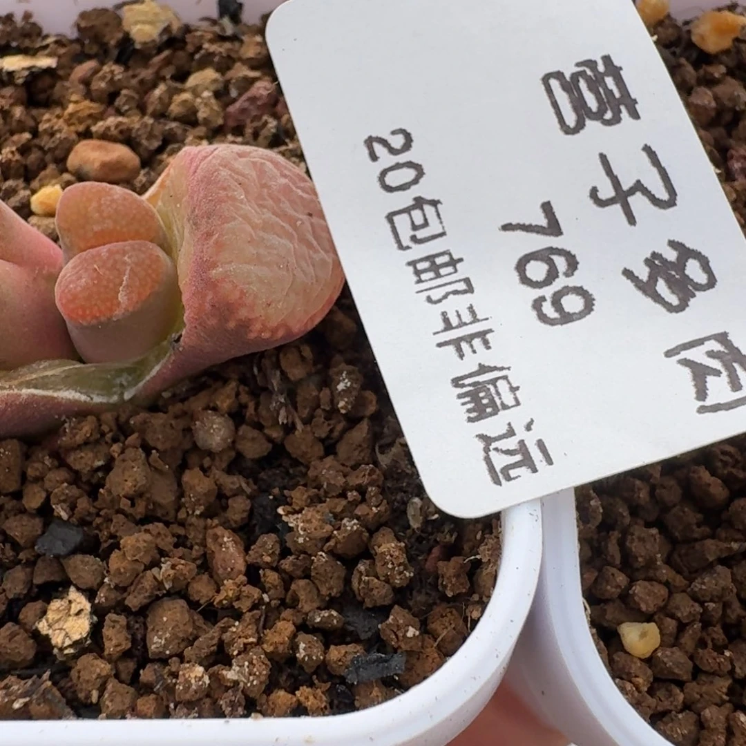 糖****豆769两颗带盆土发货