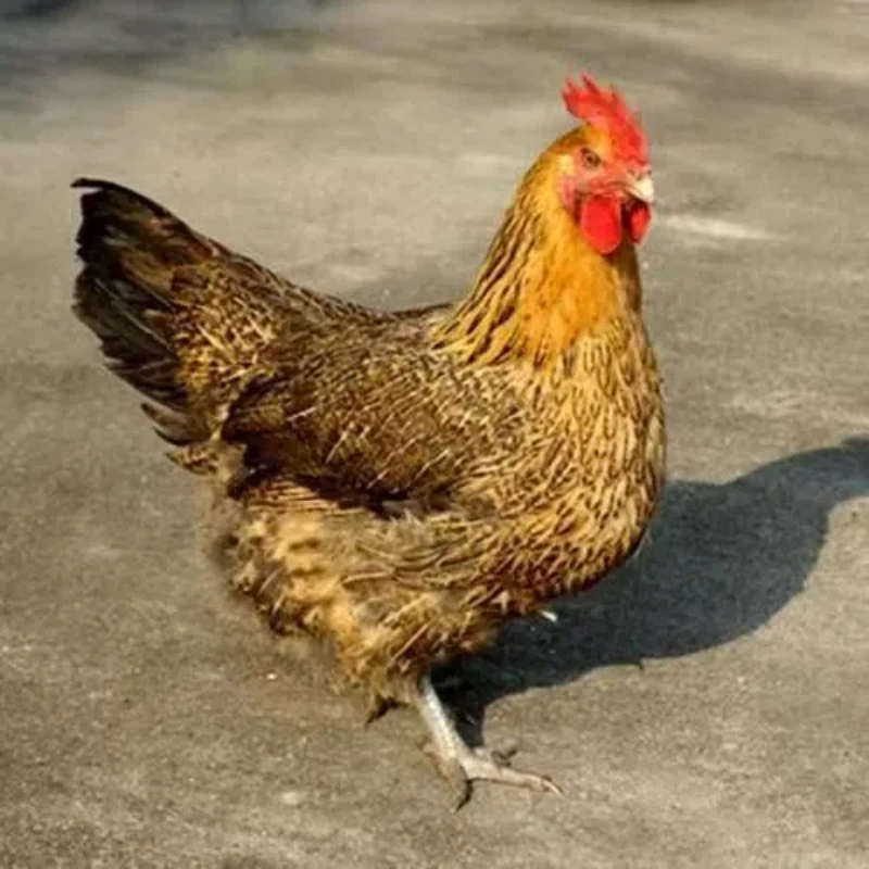 红瑶鸡公母可选发8只散养绿壳蛋宠物鸡一斤【如暖】