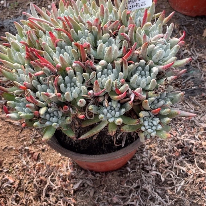 293号雪花多肉植物