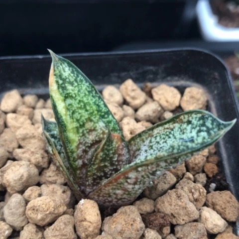 黑***来春莺转锦旋转蜗牛锦