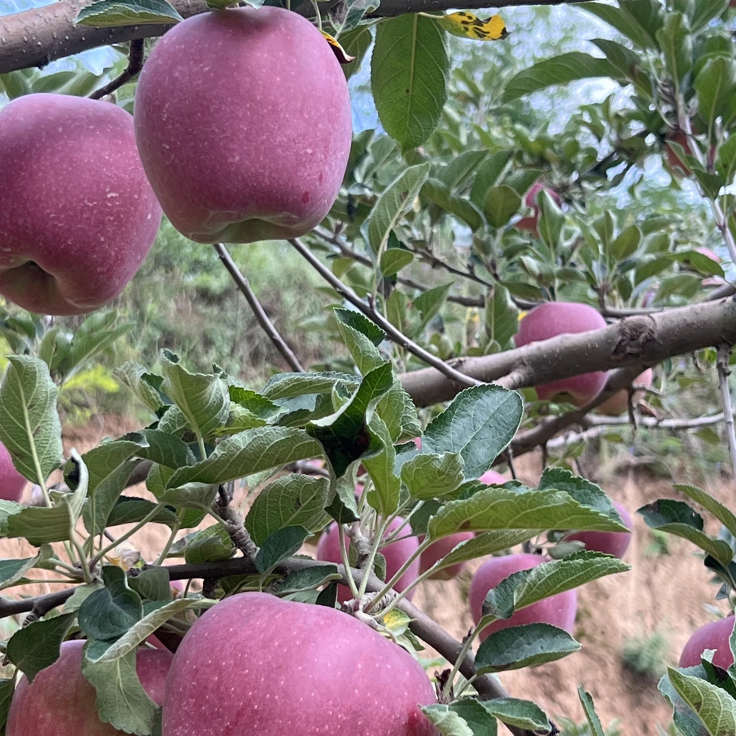 天水高山花牛苹果脆甜多汁新鲜采摘树上现摘高品质水果