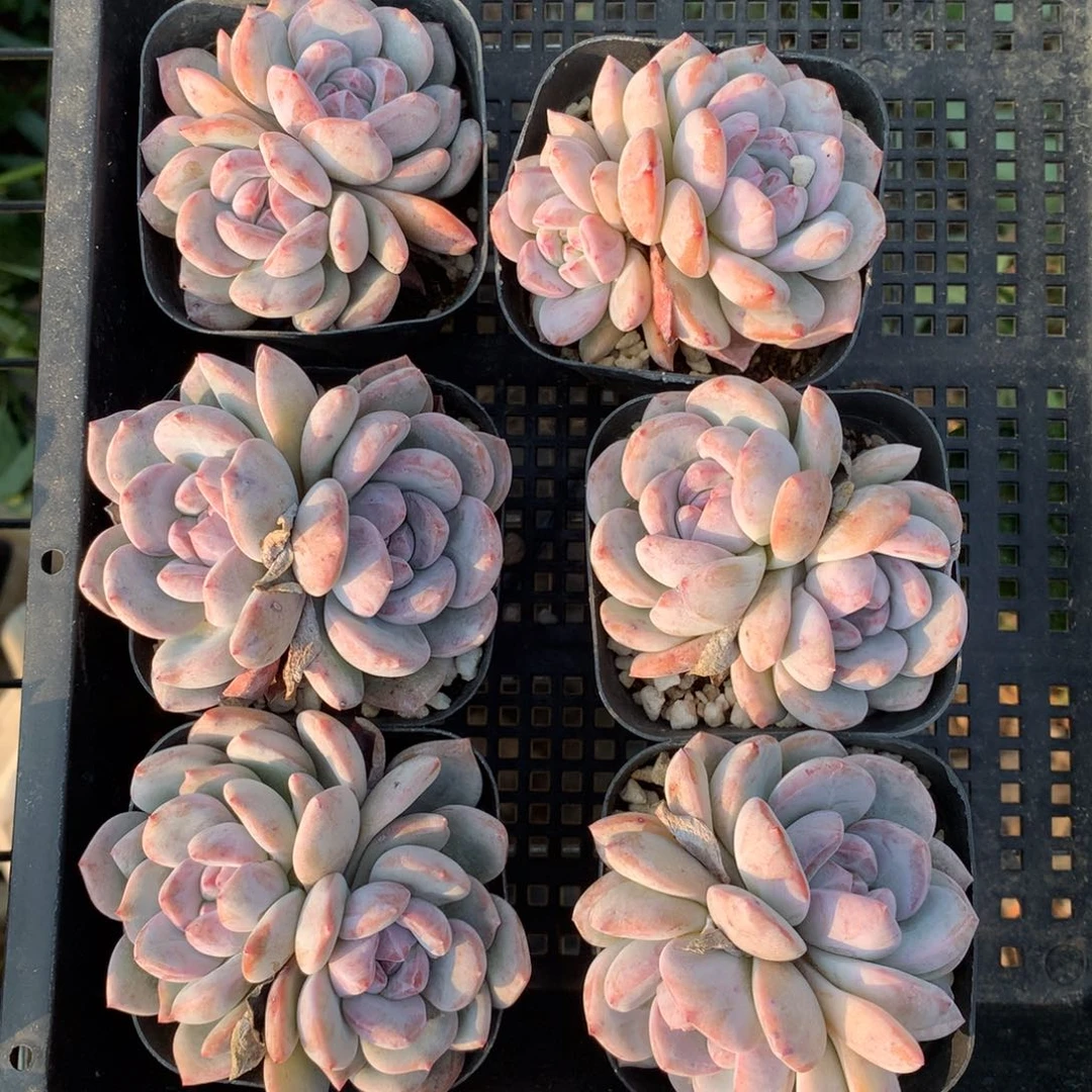 6333六颗橙梦露带盆包邮