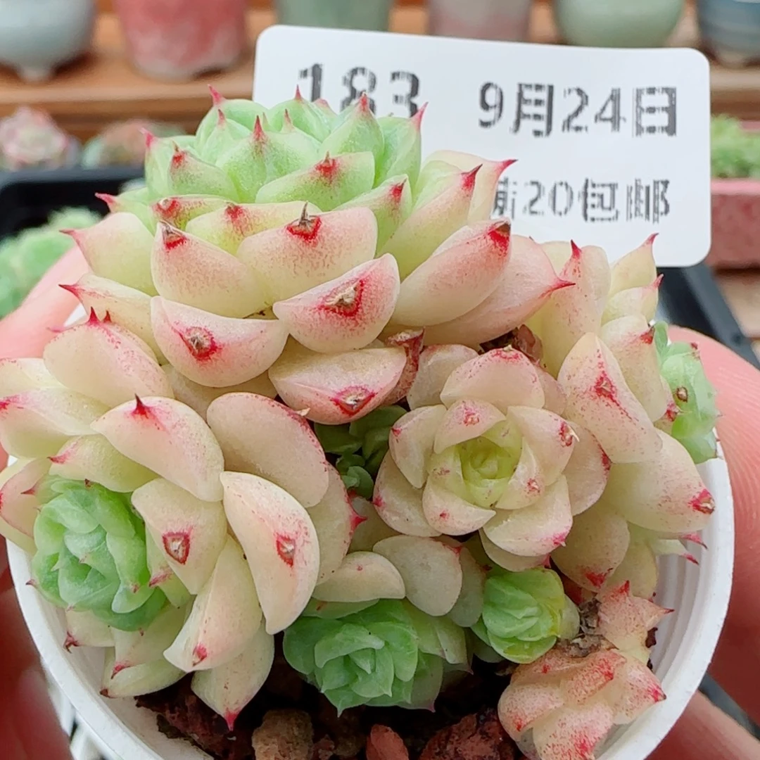 花语逸镜0924-183散